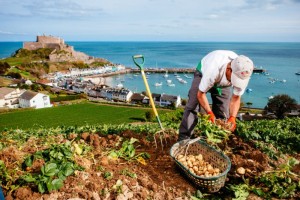 Фермер собирает урожай с поля на побережье острова Джерси
